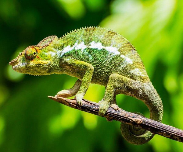 Biomimétisme-caméléon