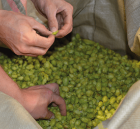 houblon-brasserie-moulinsdascq houblon-brasserie-moulinsdascq